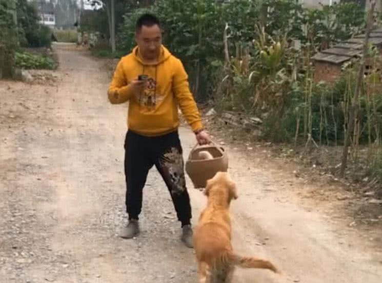 小奶狗被主人送走, 金毛妈立马追出去, 众人看后莫名戳中泪点