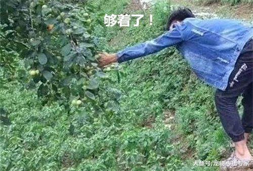 实力坑狗! 主人拉着小金毛陪自己偷橘子, 狗子的表情说明一切