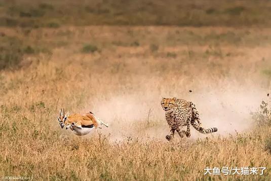 猎豹跑不过博尔特? 事实上差距不是一两点