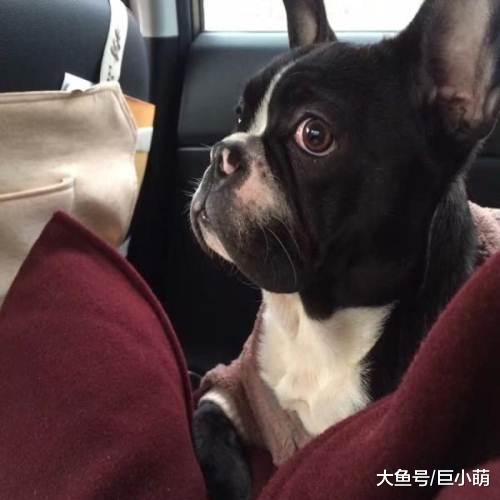 陪伴主人12年, 从恋爱结婚到生娃, 它却在不知道自己差点被安乐死