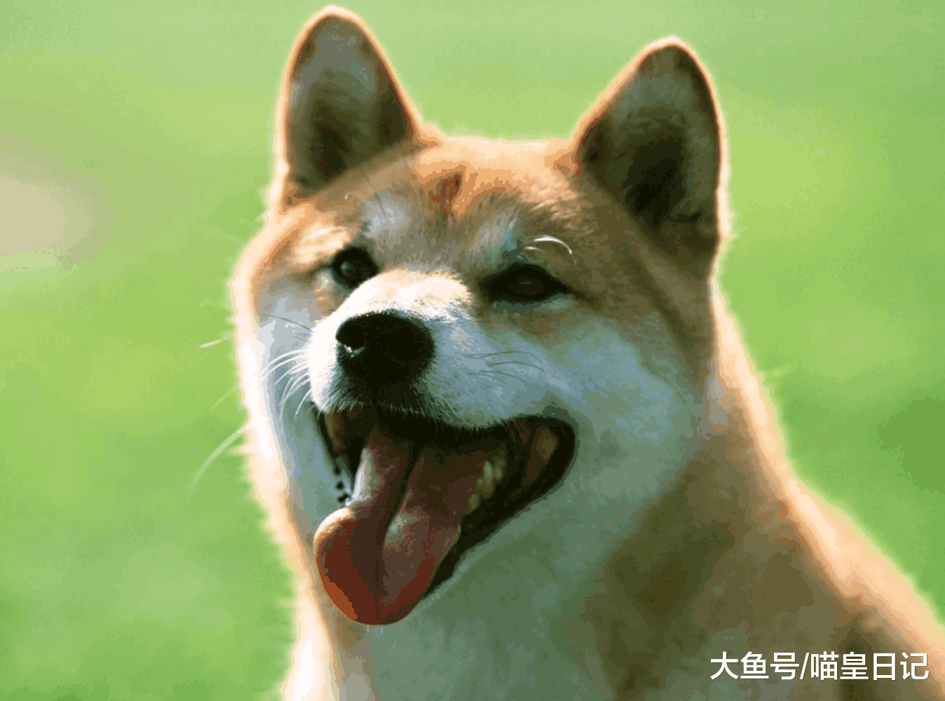 狗狗身上的这七个小秘密, 每一个都和主人息息相关, 你知道吗?