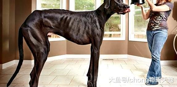 吉尼斯世界纪录中五个最大的狗, 又高又壮看了让人胆寒