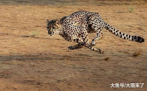 猎豹跑不过博尔特? 事实上差距不是一两点