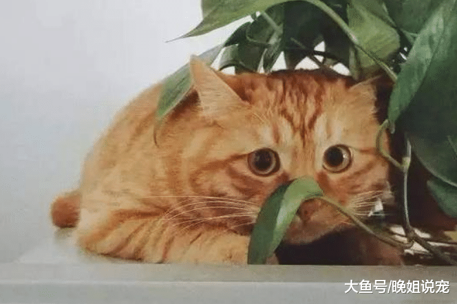 最活泼的4种猫咪, 逮到谁都玩得很尽兴, 你家猫咪中招没?