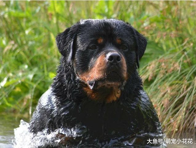 说罗威纳犬难养的, 却不知道有这些好处, 养了没后悔过!