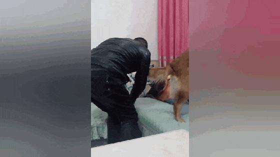 金毛为吃肉干凶主人, 主人套路金毛拿走肉干, 网友: 狗子太年轻…