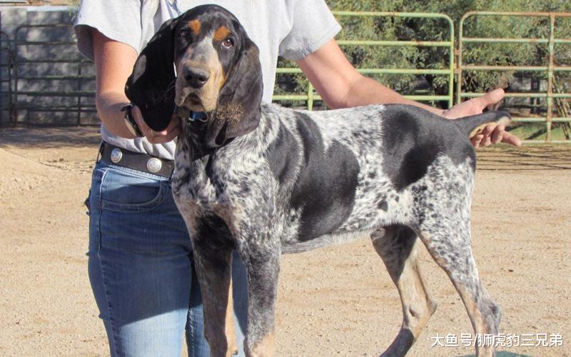 号称能“完爆”斯塔福的猎熊犬, 实际战斗力有多强? 真能猎熊吗?