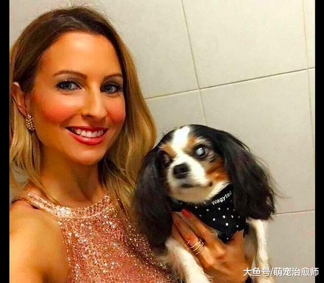 英国拟禁止宠物店卖6个月大以下宠物, 只因一只繁殖犬的悲惨经历