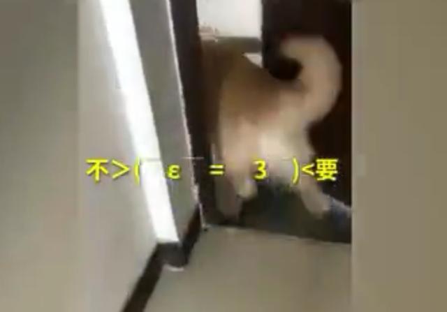 因为吃醋, 大金毛把自家猫咪逐出家门: 有我没它! 本狗受够了!