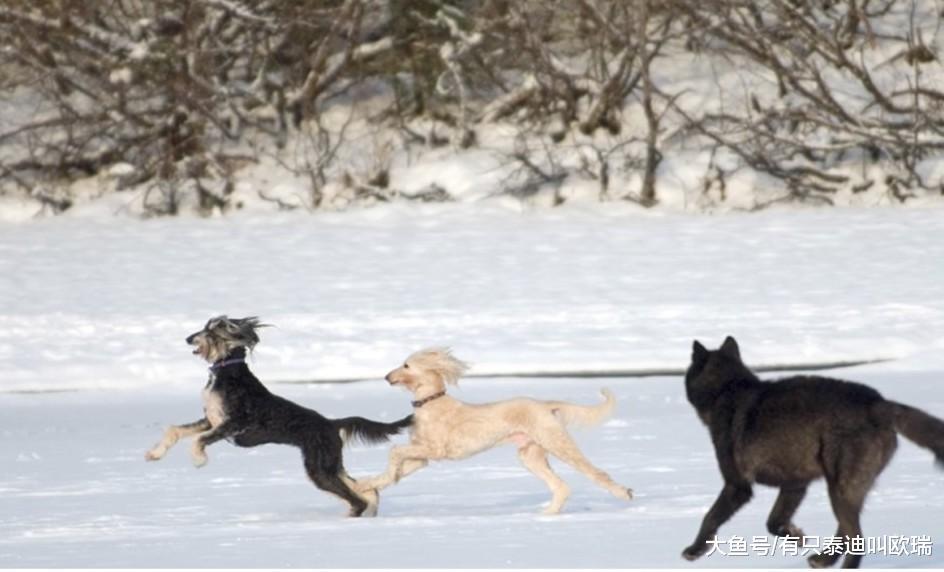 他在阿拉斯加度假「一匹狼」往他家走过来, 他的狗冲了过去…