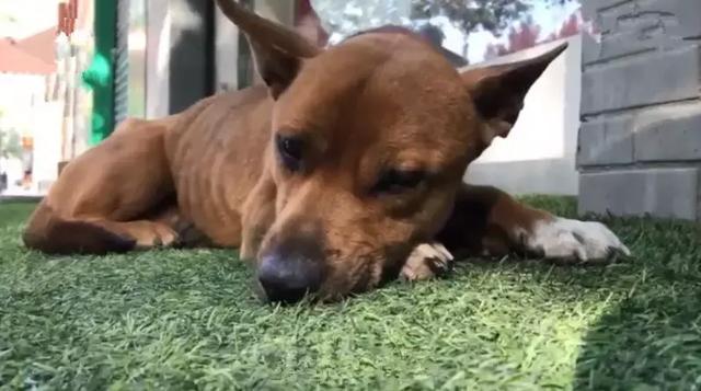 土狗因同伴离世而悲痛绝食, 主人心中焦急, 打葡萄糖为它续命!