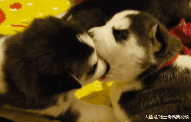 白色哈士奇生了一窝娃, 结果都是黑色, 网友: 是亲生的吗?