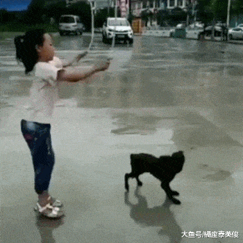 你家狗狗有没有什么过人的特长? 我都不好意思说, 我家狗特能装!
