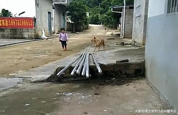 主人 , 你妈喊你回家吃饭啦! 土狗每天都会到胡同口迎接小主人