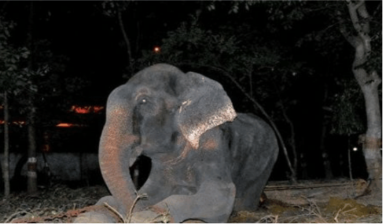 被囚禁虐待50年的大象, 路人实在不忍心, 开始一场营救行动