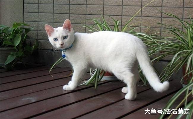 白猫被抛弃, 独自行走30多公里回家后, 宠主给它做了“安乐死”