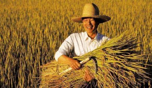 很多人问: 为什么不允许烧稻秆? 专家给出的答案, 难以支撑观点。