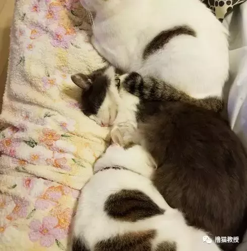 打开被炉后出去几分钟, 回来掀开被子一看, 打扰了