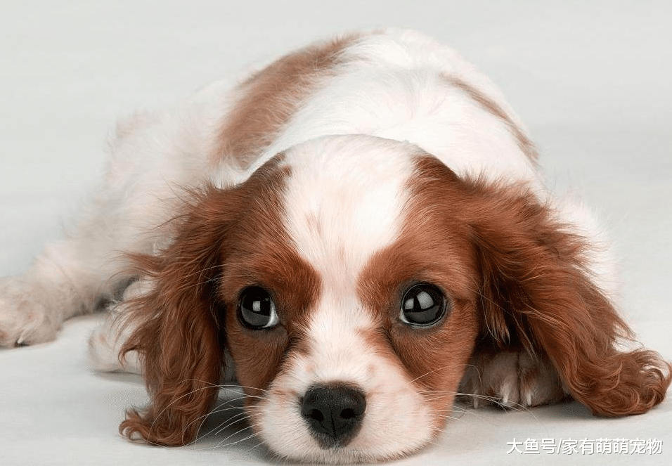 无论多“叛逆”的狗狗, 有这5种行为, 都说明它离不开你!