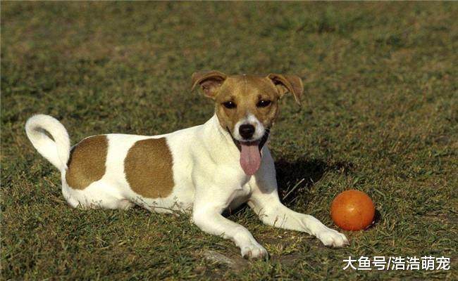 狗狗为啥舔主人? 它想表达的意思有5个, 你能懂吗?