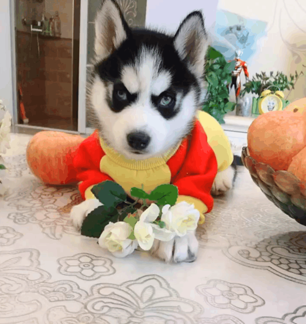 哈士奇乡下捉鸡, 叼到鸡毛就跑路, 二哈: 天冷了拔点鸡毛铺床……