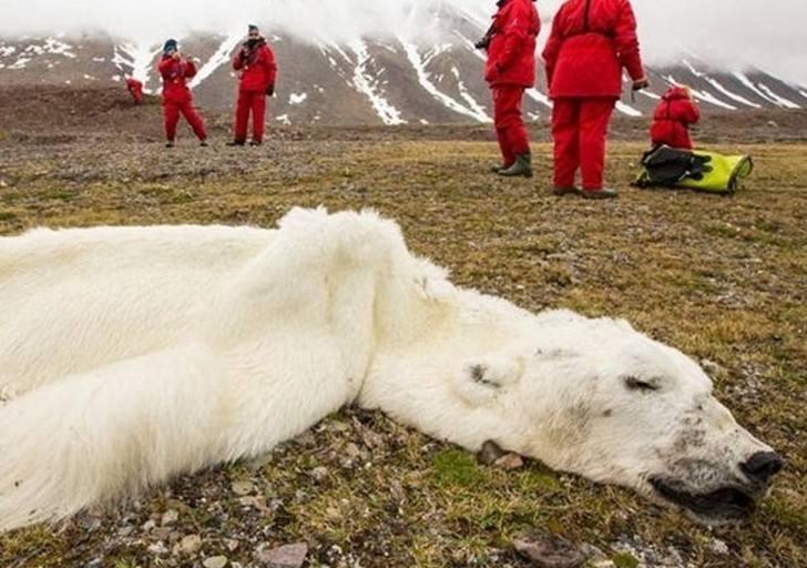 北极熊被饿到瘦骨嶙峋, 摄影师想喂食却被阻止, 向导: 这是违法的