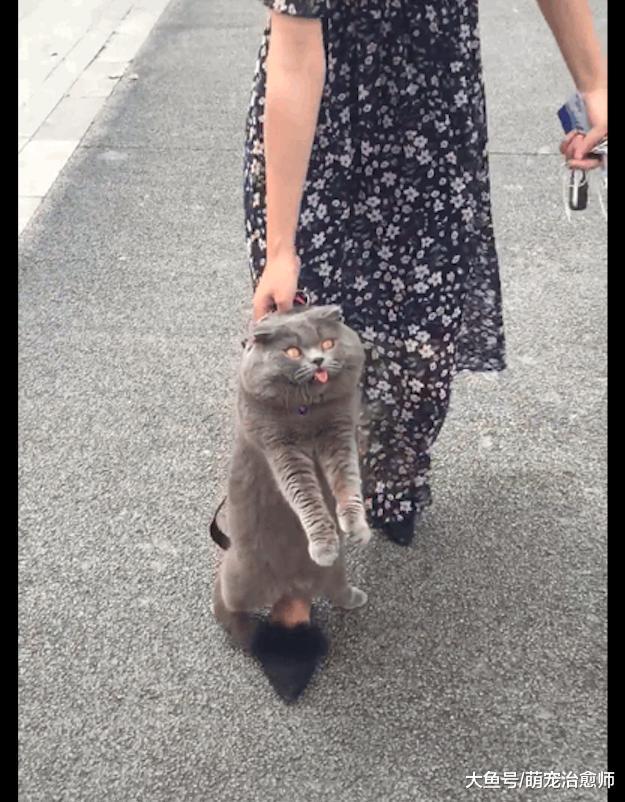 主人想要猫咪去减肥, 它却懒得连路都不愿走, 还伸出舌头卖萌!