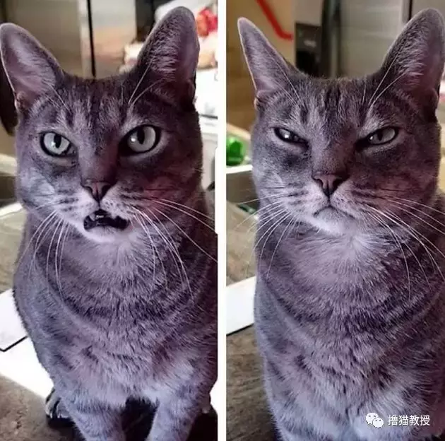 一个单身猫奴的生活, 竟然这么忙的吗?