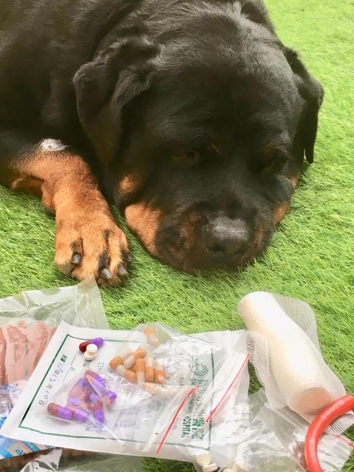 为了方便, 主人亲自上阵设计了一个笑skr人的头套...