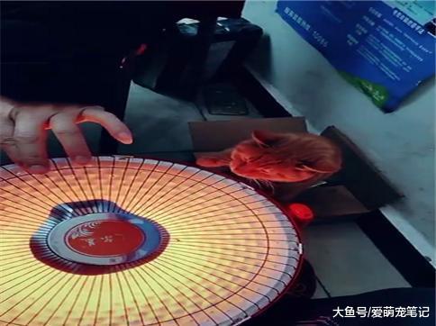 橘猫: 我不仅知道有光的一面暖和, 关键还会弄过去, 这猫咪好聪明