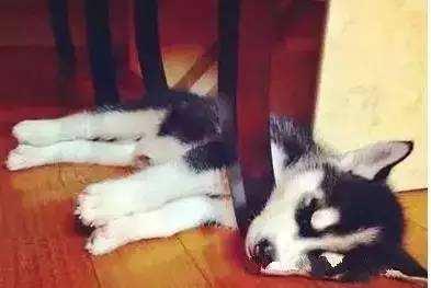 狗狗的5种睡姿, 意思都不一样, 你家狗狗是哪一种?