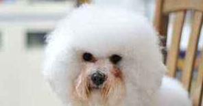 养了比熊之后你才会知道的事儿, 千万别被比熊可爱的外表给骗了!