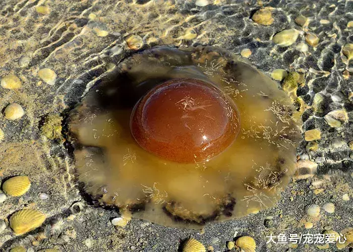 女子海边游玩, 看到水里飘着一个“荷包蛋”, 细看掉头就跑