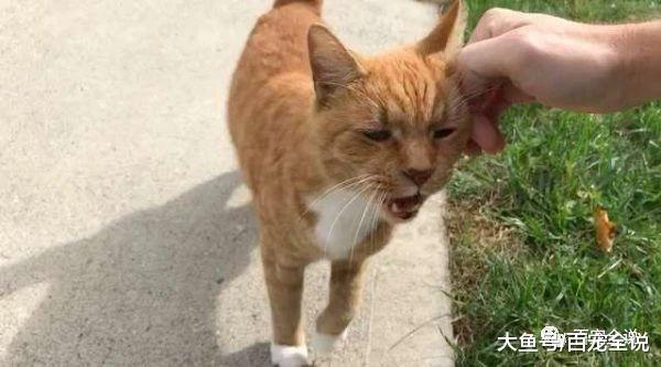 上班前先来摸摸我! 橘猫每次见邻居都会冲出来讨摸摸, 不要太热情