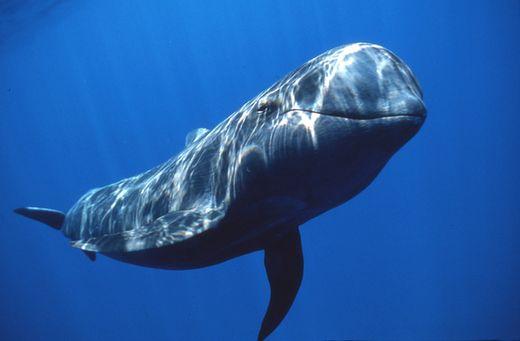 现代海洋十大霸主, 最强大的海洋生物绝对实至名归