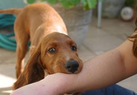被猫狗咬伤后, 该如何处理伤口, 需小心细菌感染