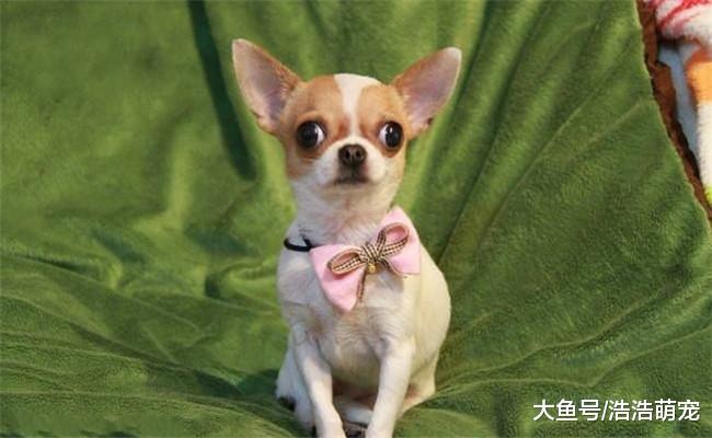 5种最会撒娇的狗狗, 撒起娇来都很可爱, 第一种像孩子