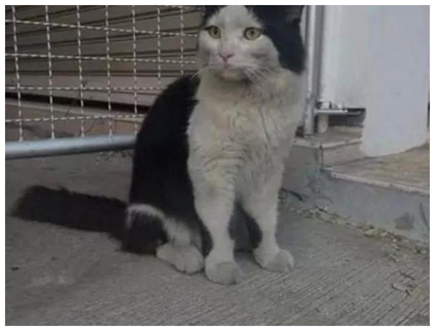 猫咪干净出门, 煤炭脸回家, 网友: 估计是去帮岳母娘干活去了!