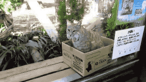 不管是多大多凶的猫, 都还是深爱着盒子的啊!