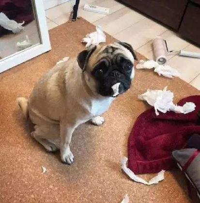 兽医劝告: 想狗狗长命, 最好别做这6件事!