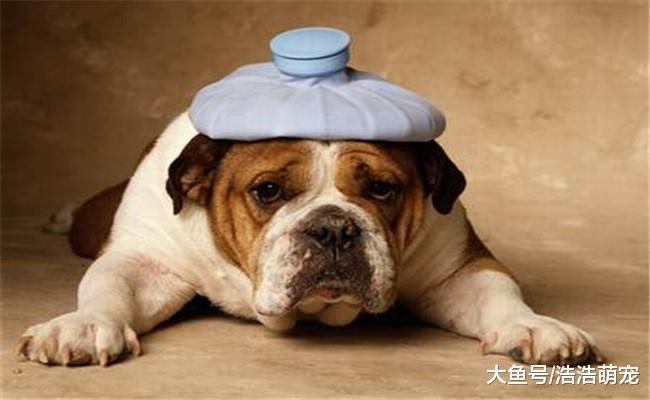 如果你真心喜欢狗狗, 就要了解它这5种行为的意义