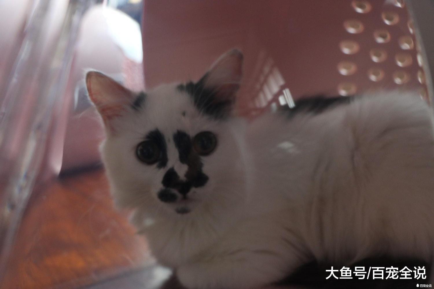 亲人性格好的小猫却因为长得丑没人要! 如果换做是你会领养它吗?