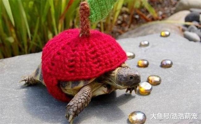 给宠物穿上衣服会怎么样? 它们会变得更加可爱, 更讨人喜欢