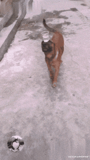 狗狗因拥有超强平衡力而走红, 网友: 来自印度的吗?