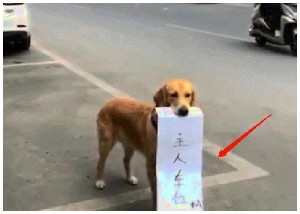 主人让狗狗霸占车位, 有人觉得可爱, 有人觉得太过莽撞!