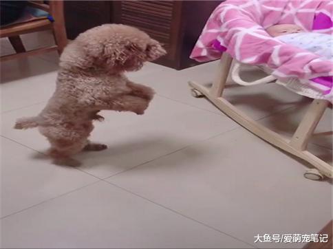 泰迪第一次见到小主人, 只敢小心翼翼地远远看着, 网友: 好有爱啊