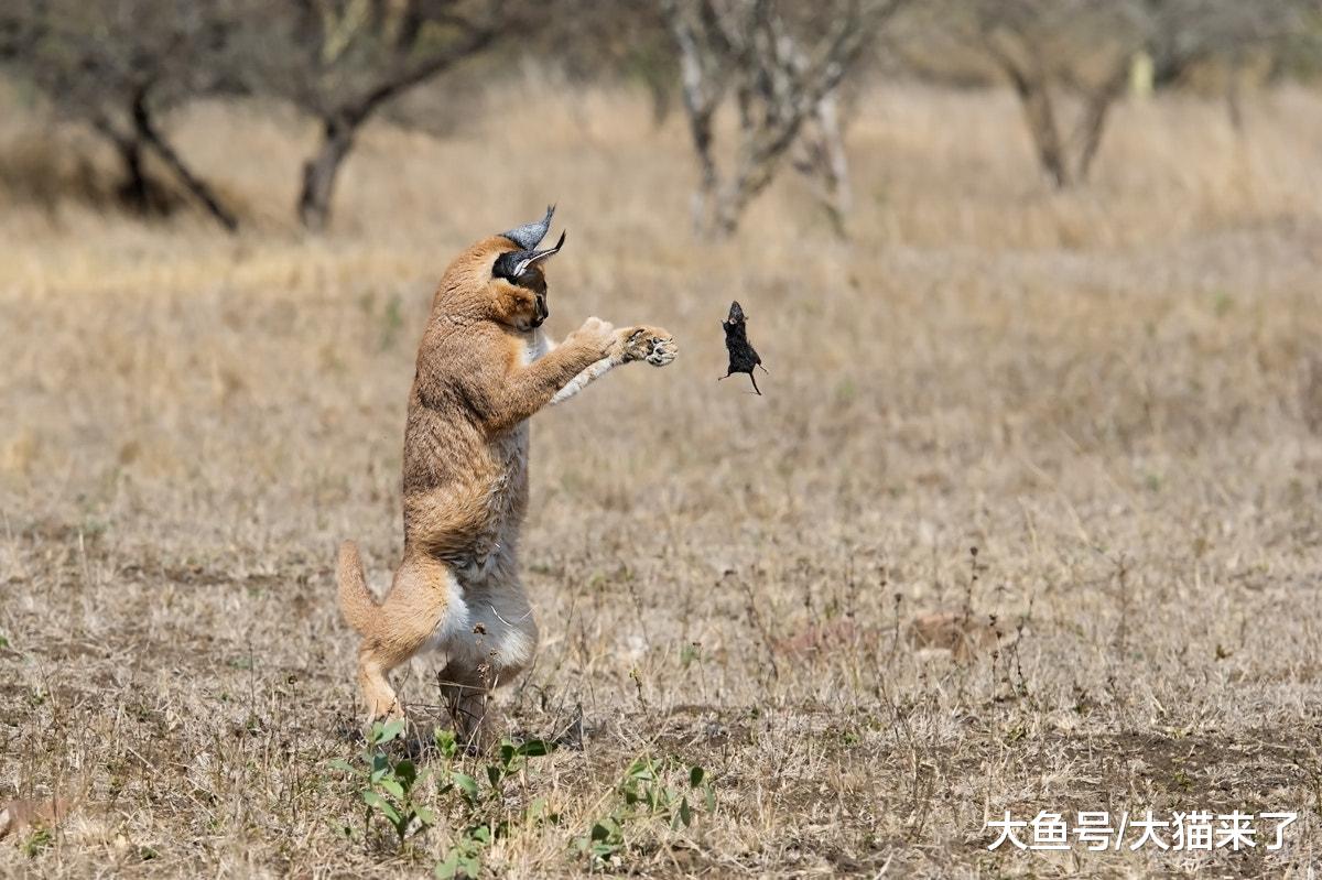 这种“违背地心引力”的猫科动物, 天性爱捕鸟, 常作为机场驱鸟猫
