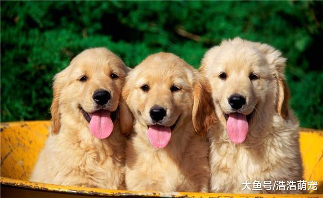 狗狗为什么会出现泪痕? 原因有5个, 跟饮食有关系