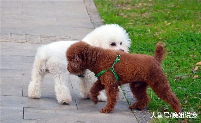 如果你想养泰迪, 最好是养一只母泰迪, 原因有4个