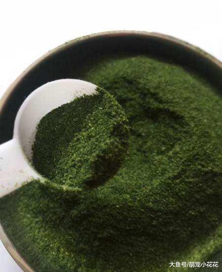 泰迪犬5大缺点, 其中一个是全部狗狗都有的, 想改都改不掉!